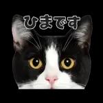 猫の顔がどーん！