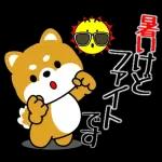 豆柴「夏を感じる」