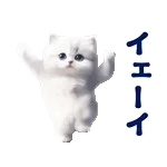 踊る！ペルシャ猫