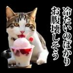 夏☆にゃんこ