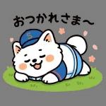 サモエドと一緒にぽかぽか春