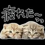 やる気ゼロ♡にゃんこ