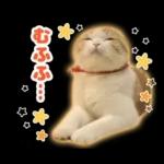 猫の「うなちゃん」