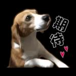 4時の楽しみ🥳🥳🥳	新しいスタンプを見逃さないで