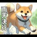 夏の天気をお知らせする柴犬【便利・日常】