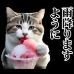 夏☆にゃんこ