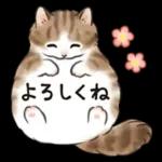 毎日☆猫たちのスタンプ