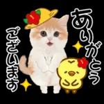 かわいい猫❤️大人かわいい夏❤️猫にゃん