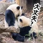 おすすめ！かわいいパンダチャン