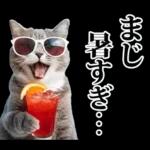 夏☆にゃんこ