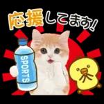かわいい猫❤️大人かわいい夏❤️猫にゃん