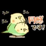敬語が話せる！もふもふインコ