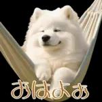 白いモフモフ～その名はサモエド！２
