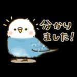 敬語が話せる！もふもふインコ