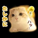 猫の「うなちゃん」
