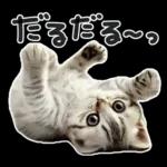 やる気ゼロ♡にゃんこ