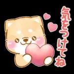 愛する人に感謝を送る❤️いやしばいぬ赤柴