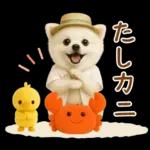 癒しポメラニアンの「夏」の毎日