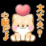 愛する人に感謝を送る❤️いやしばいぬ赤柴