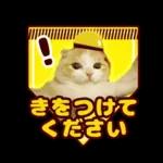 猫の「うなちゃん」