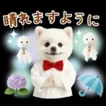 癒しポメラニアンの「夏」の毎日