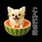 ずっと使える♡夏のチワワ