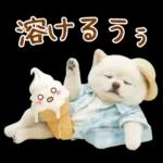 癒しポメラニアンの「夏」の毎日