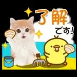 かわいい猫❤️大人かわいい夏❤️猫にゃん