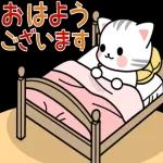 かわいい猫😺が来ますよ！