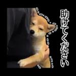 Premium 柴犬こてつ君*スタンプ第二弾