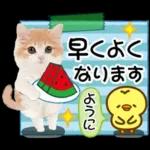 かわいい猫❤️大人かわいい夏❤️猫にゃん