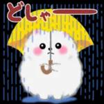 cute white Pomeranian summer 3