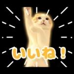 猫の「うなちゃん」