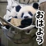 おすすめ！かわいいパンダチャン