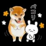 かわいい犬たち冬♡冬＆正月 柴犬