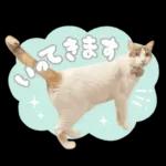 まるちゃんスタンプ＃1
