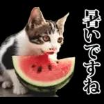 夏☆にゃんこ