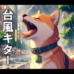 夏の天気をお知らせする柴犬【便利・日常】
