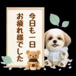 大人可愛いシーズーで梅雨の気づかい敬語