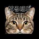 猫の顔がどーん！
