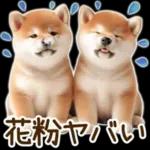 喜怒哀楽の激しい柴犬の野菜ダンス