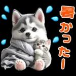 夏 猛暑 酷暑♡シベリアンハスキーとネコ