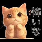 ぽっちゃりちび橘猫