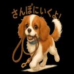 キャバリアのマシューくん