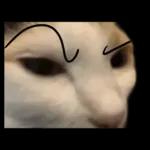 silly calico cat memes