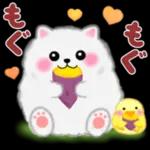 ポメラニアン❤️ぽちゃん「秋」