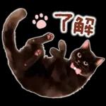 黒猫のつめあわせ♪