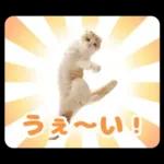 猫の「うなちゃん」