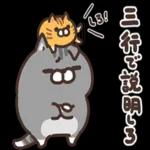 ニャー星人の楽園🤩🤩