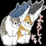 サメにゃん_----